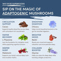 Mushroom Hot Cocoa (20 servings) v10108